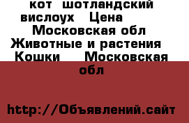  кот. шотландский вислоух › Цена ­ 100 - Московская обл. Животные и растения » Кошки   . Московская обл.